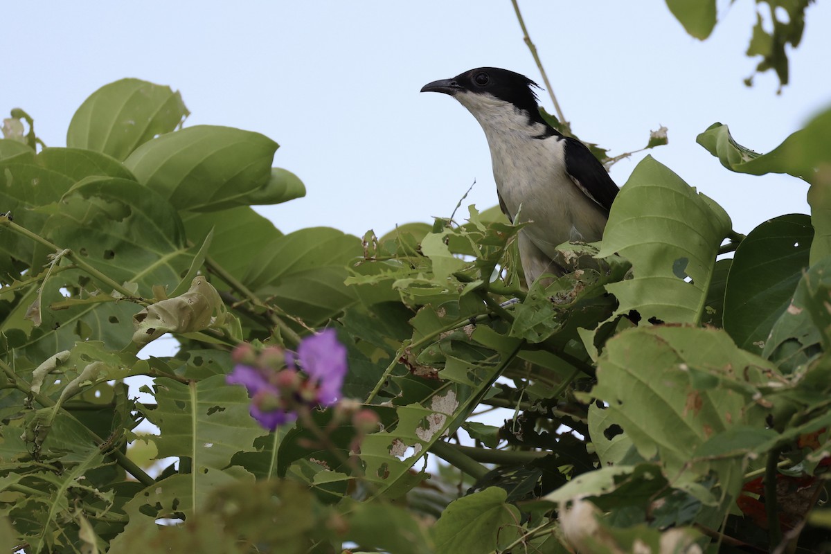 Pied Cuckoo - ML620527171