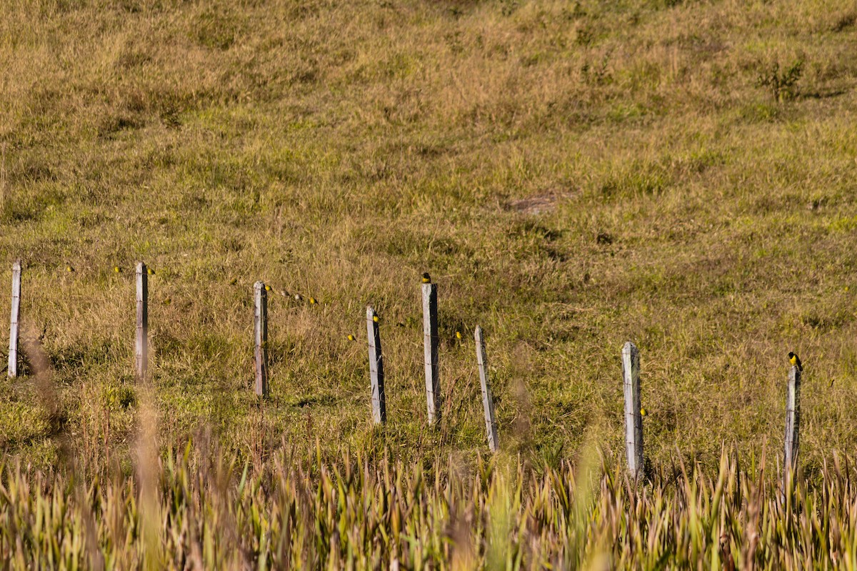 Saffron Finch - ML620527176