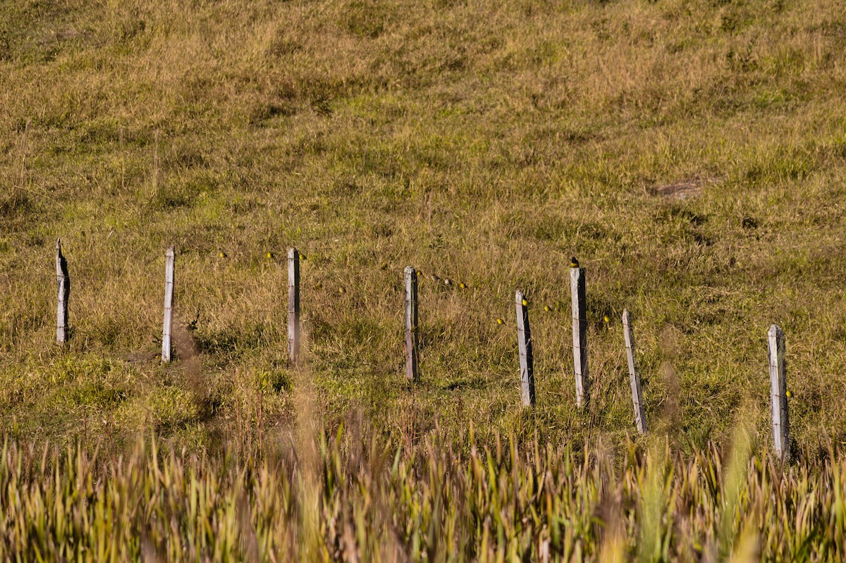 Saffron Finch - ML620527177