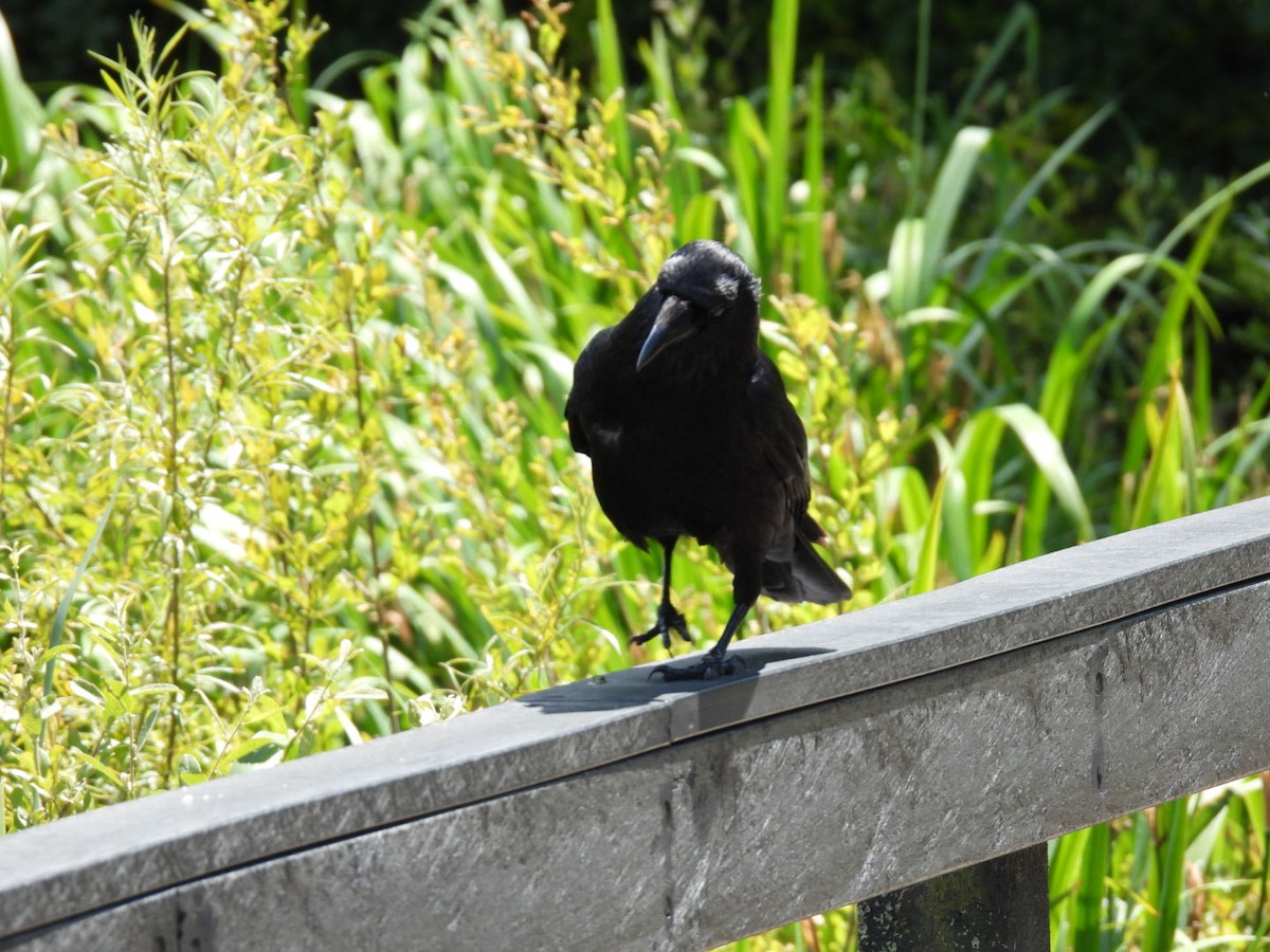 Carrion Crow - Derek Etherton