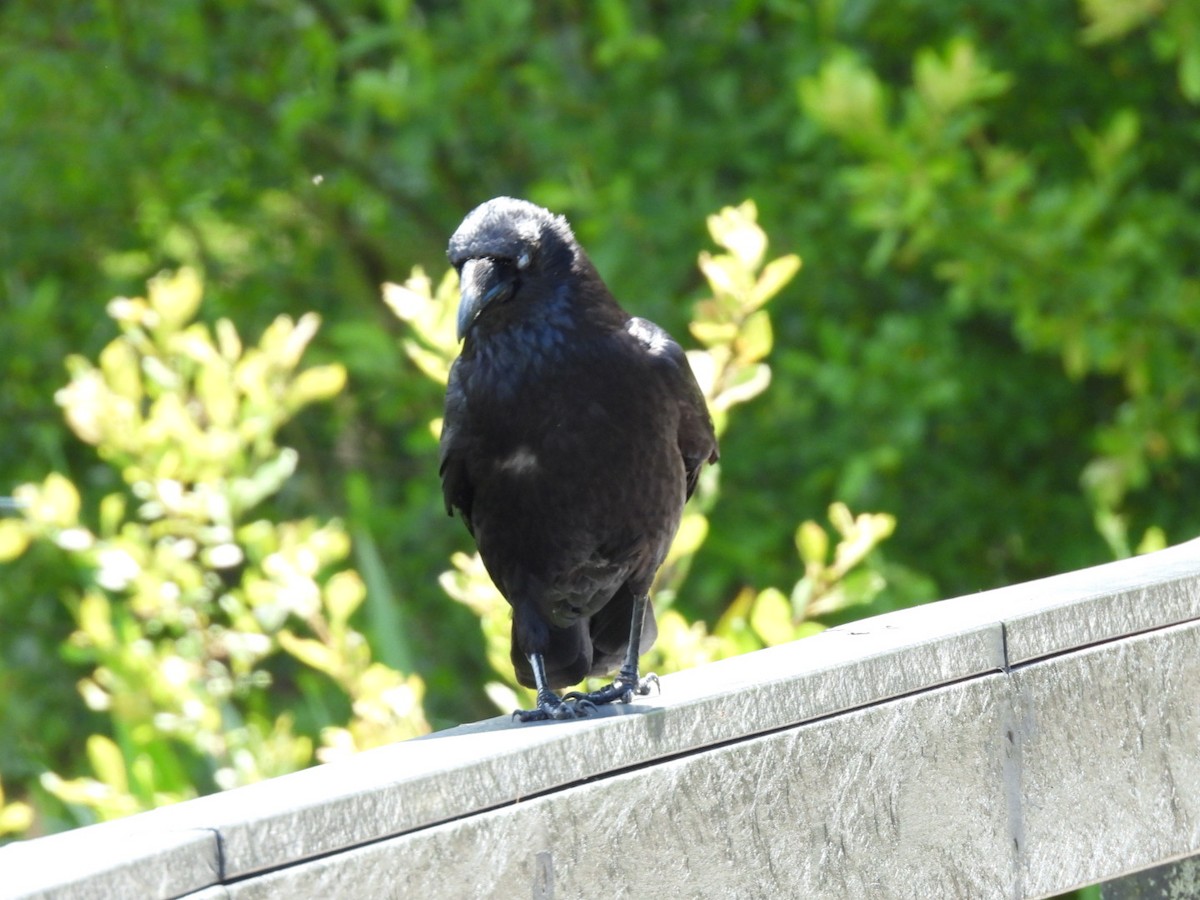 Carrion Crow - ML620527190