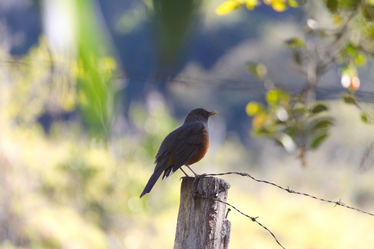 Rufous-bellied Thrush - ML620527192