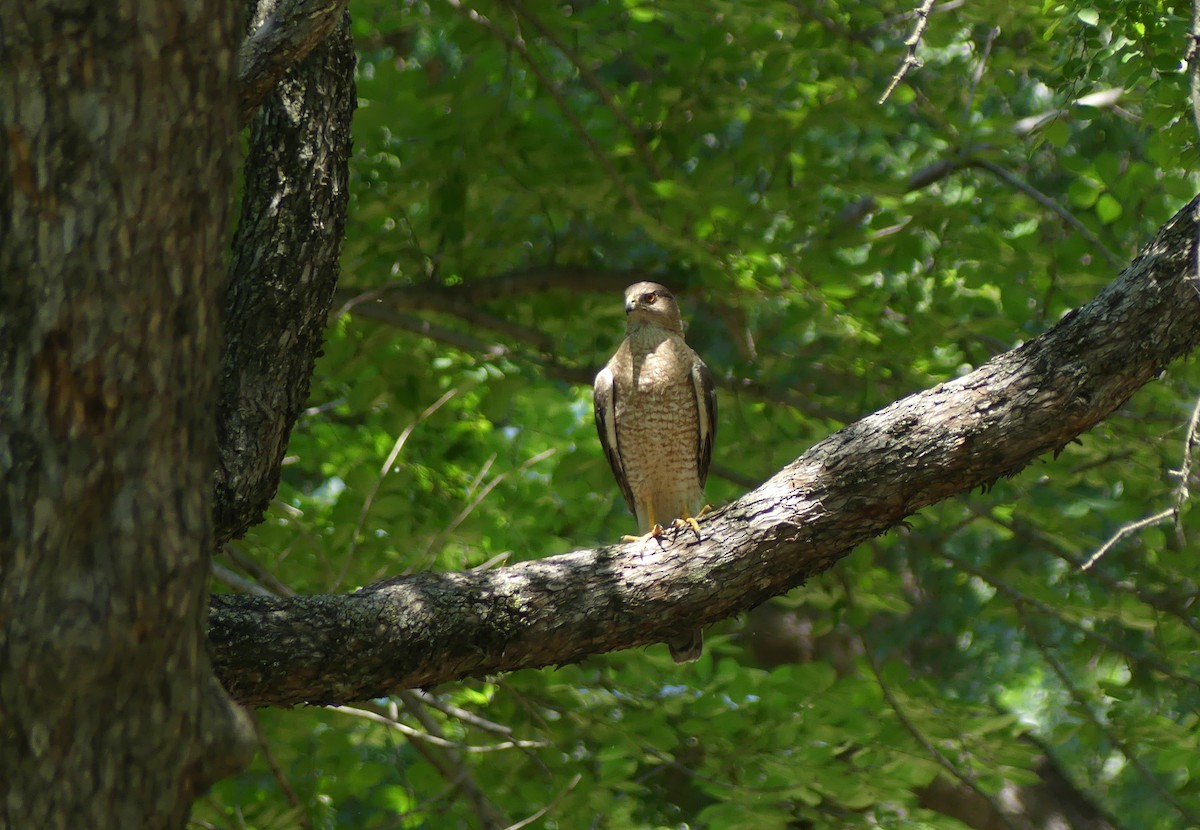 Cooper's Hawk - ML620527193