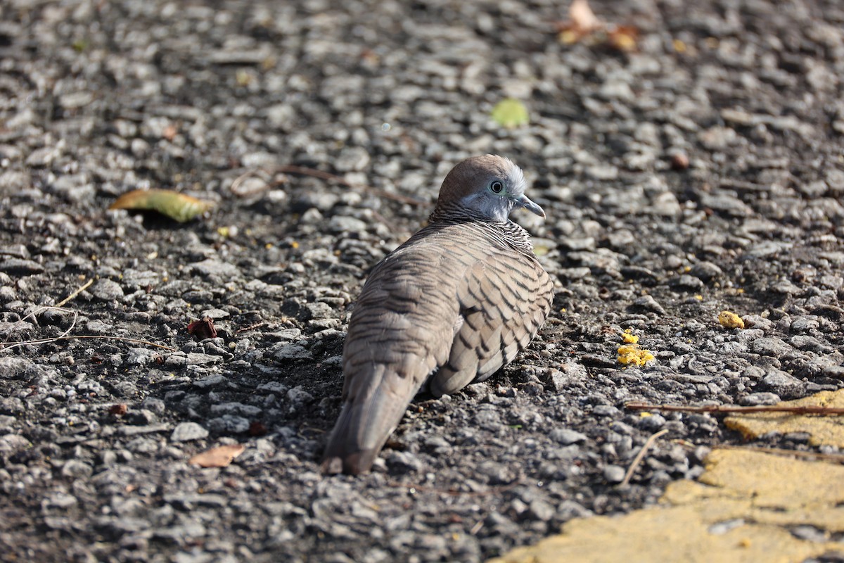 Zebra Dove - ML620527194