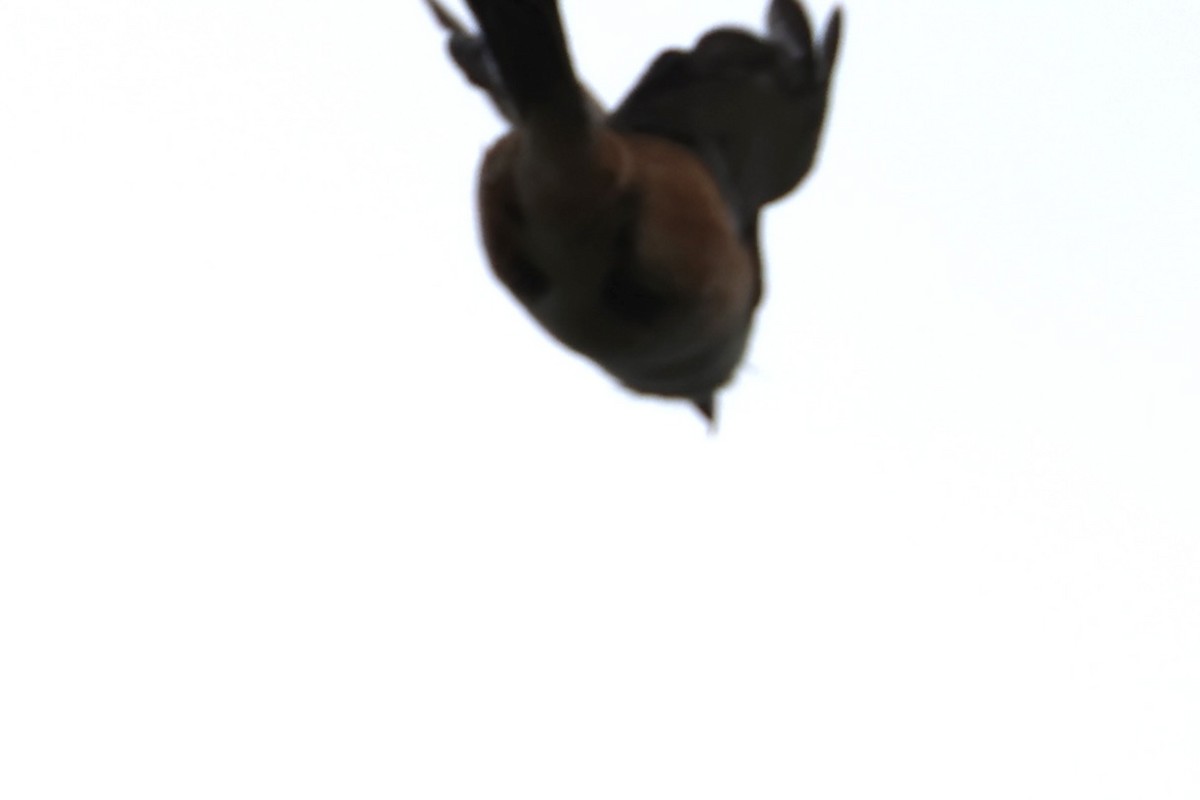Long-tailed Shrike - ML620527196