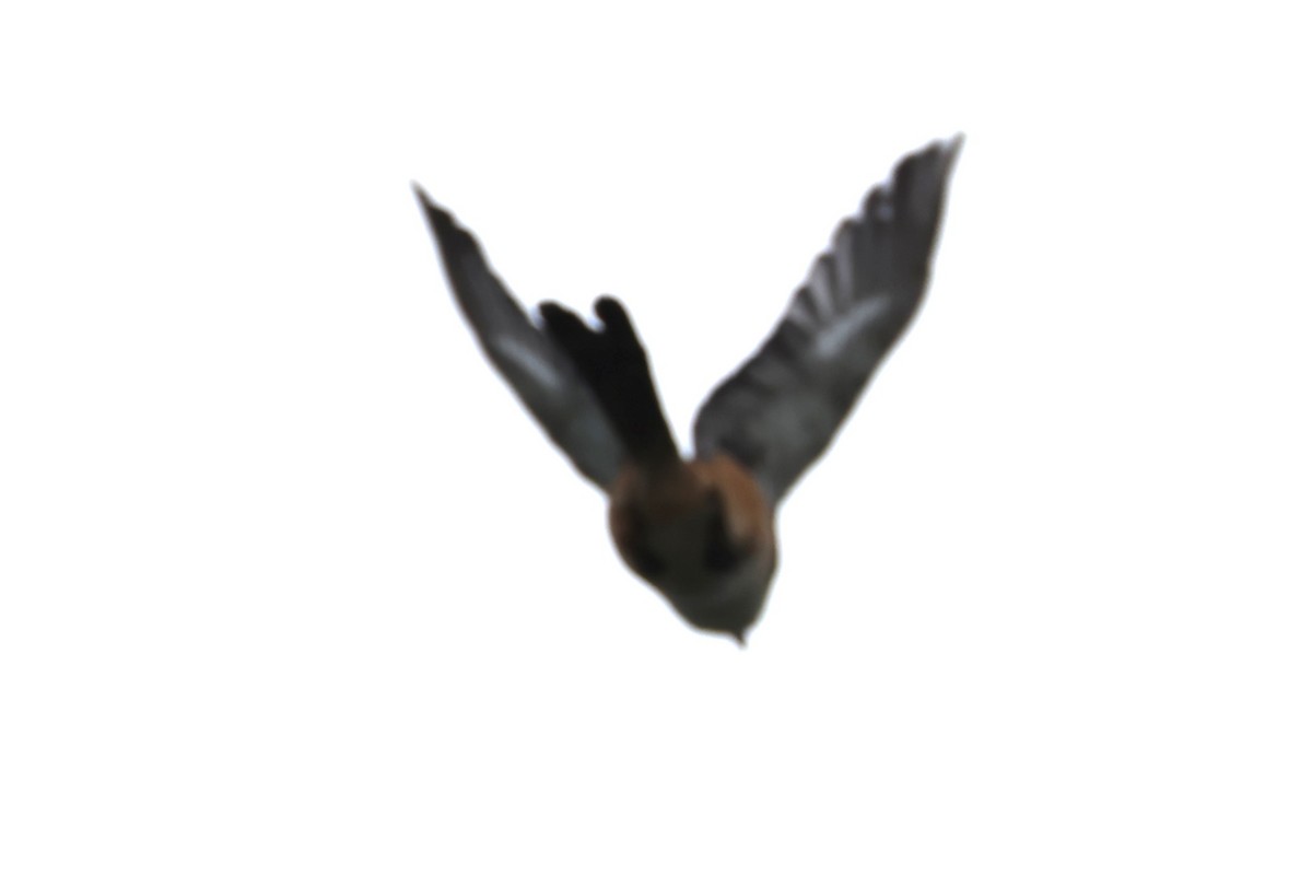 Long-tailed Shrike - ML620527197