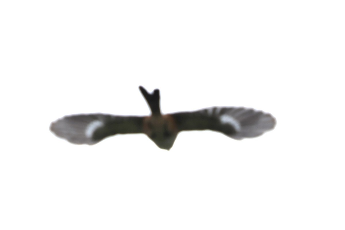 Long-tailed Shrike - ML620527198