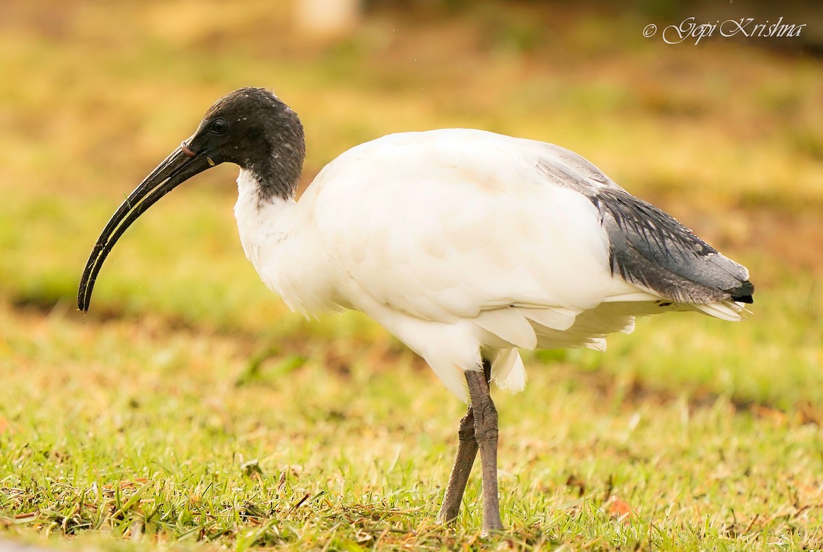 Australian Ibis - ML620527199