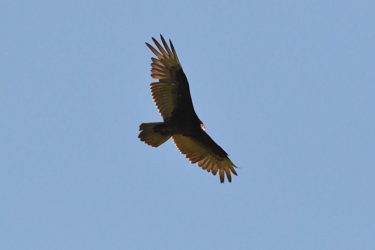 Turkey Vulture - ML620527201