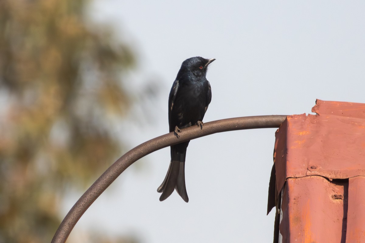 Fork-tailed Drongo - ML620527202