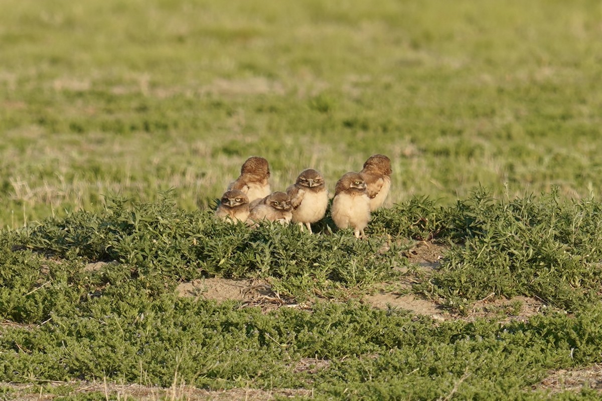 Burrowing Owl - ML620527205