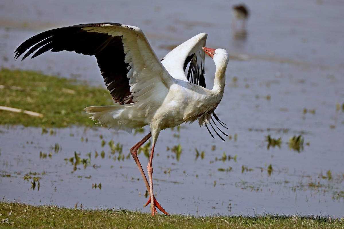 White Stork - ML620527213