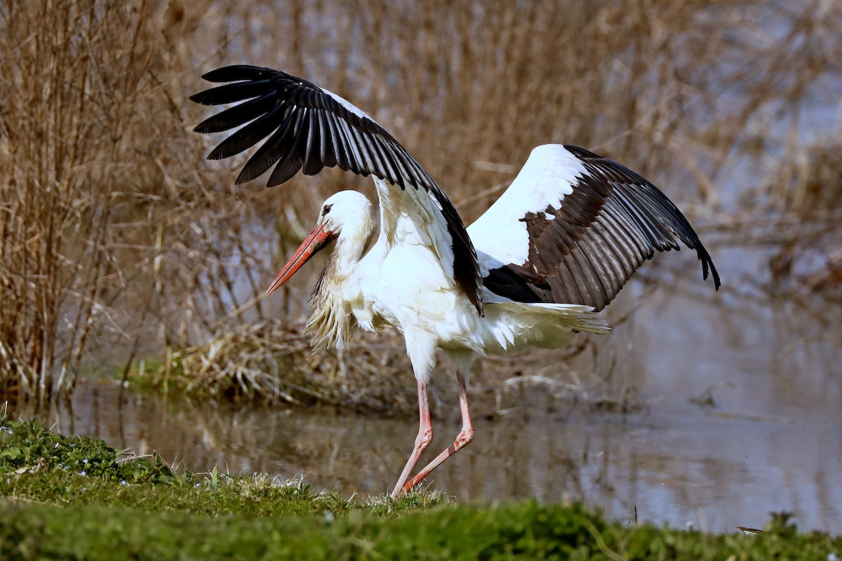 White Stork - ML620527214