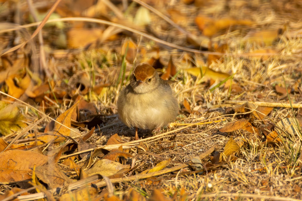 Piping Cisticola - ML620527219