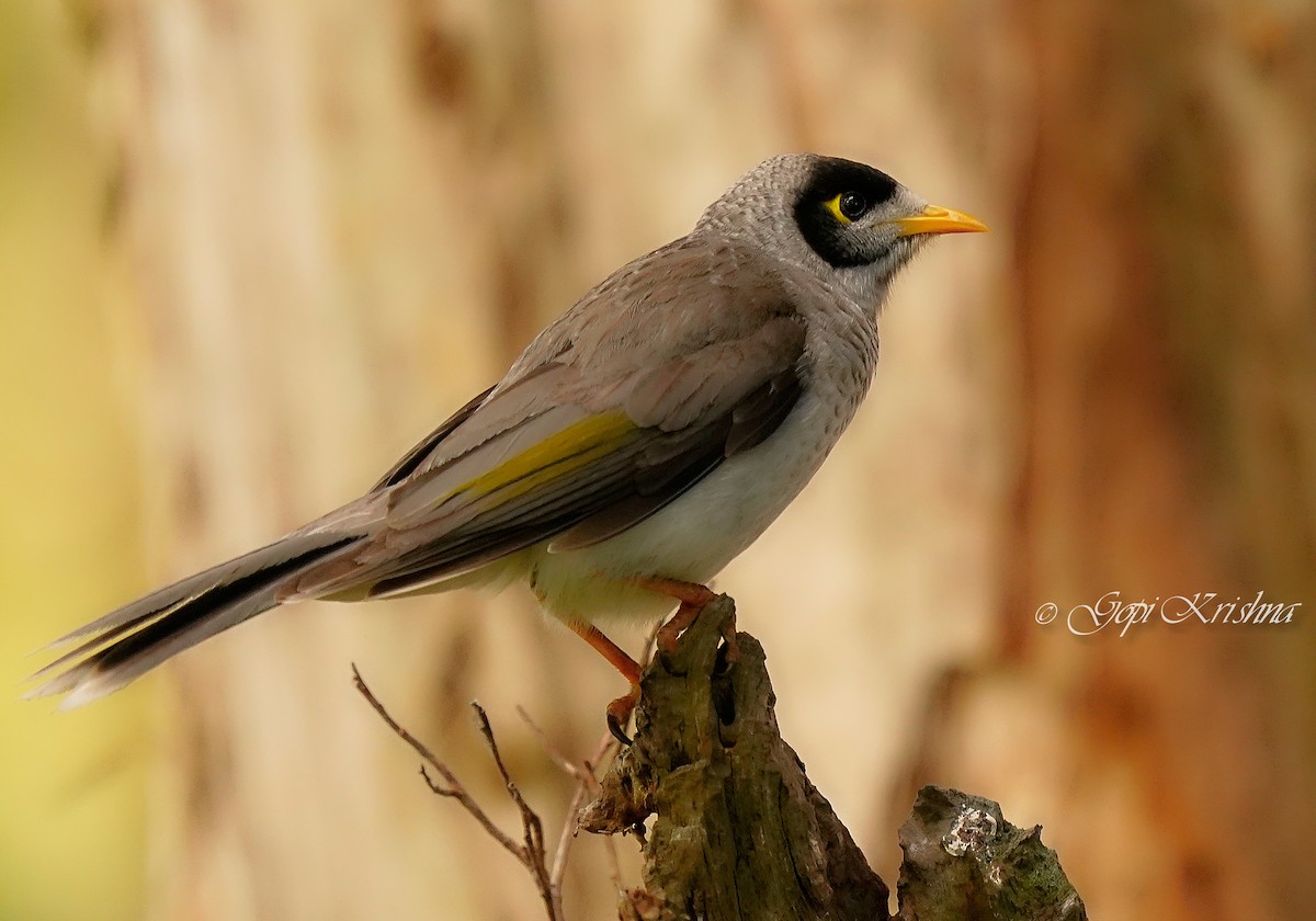 Noisy Miner - ML620527222