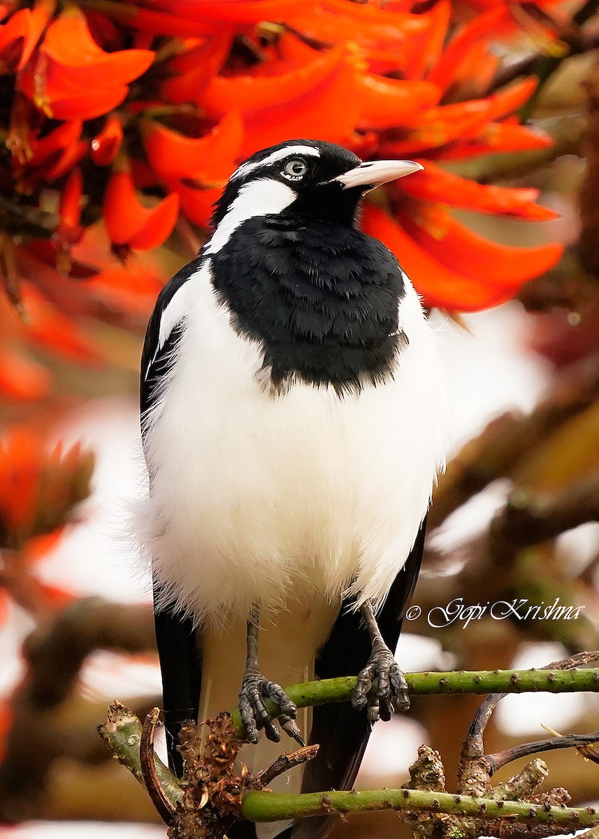 Magpie-lark - ML620527223