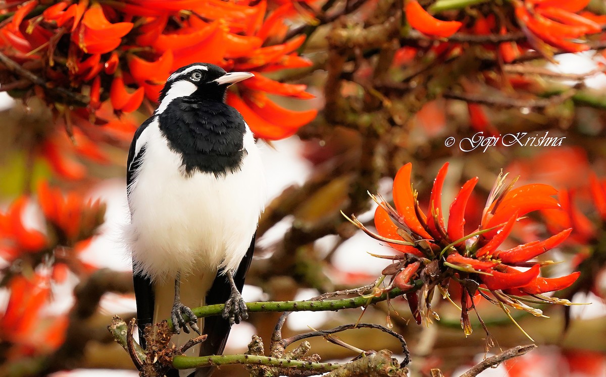 Magpie-lark - Gopi Krishna