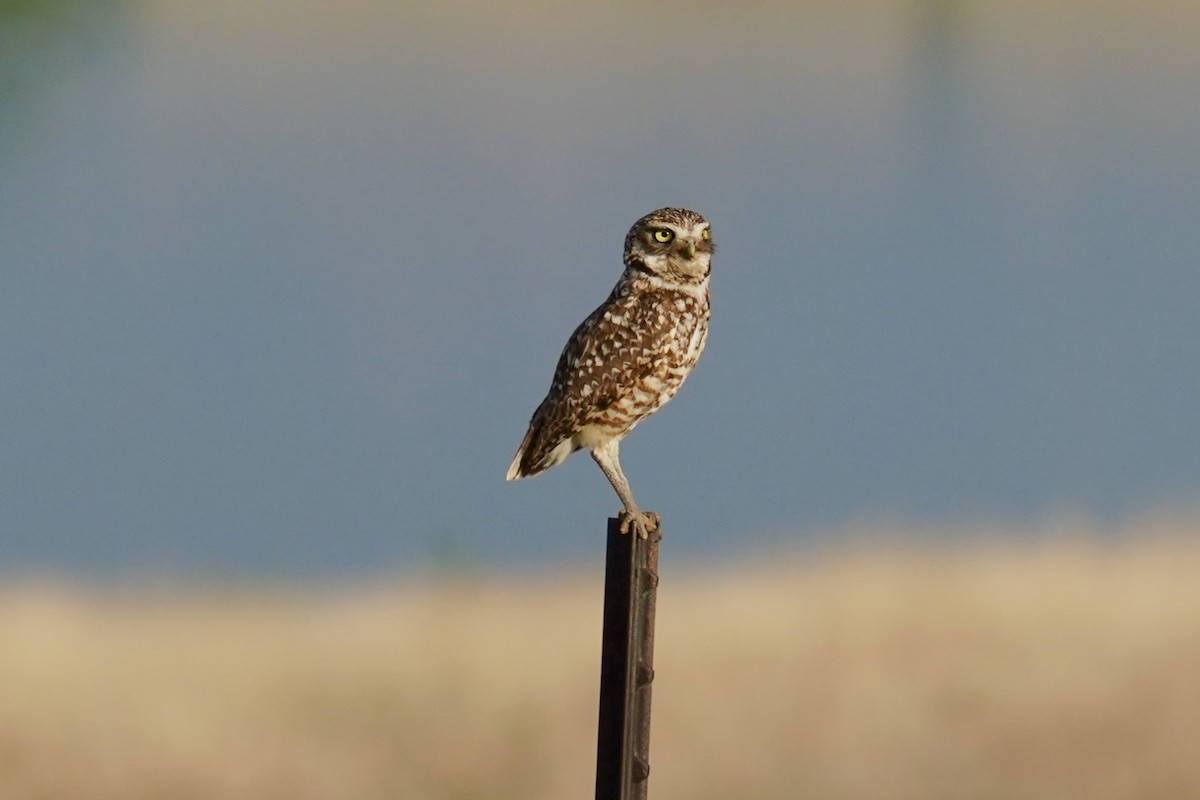 Burrowing Owl - Bob Plohr