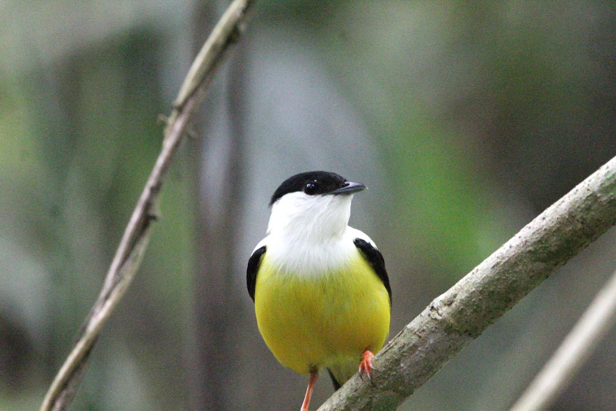 White-collared Manakin - ML620527237