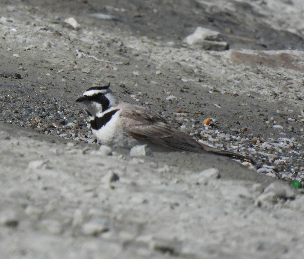 Horned Lark - ML620527239