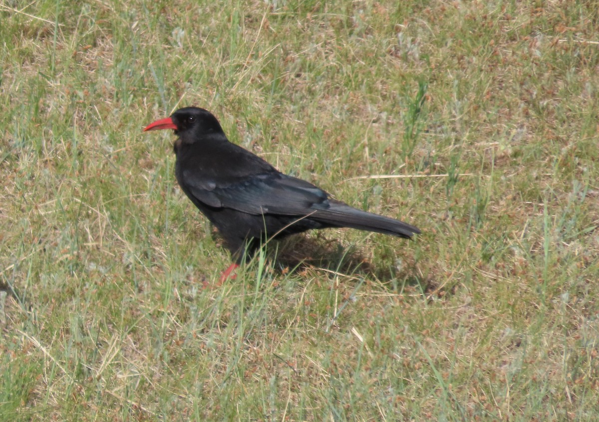 Red-billed Chough - ML620527241