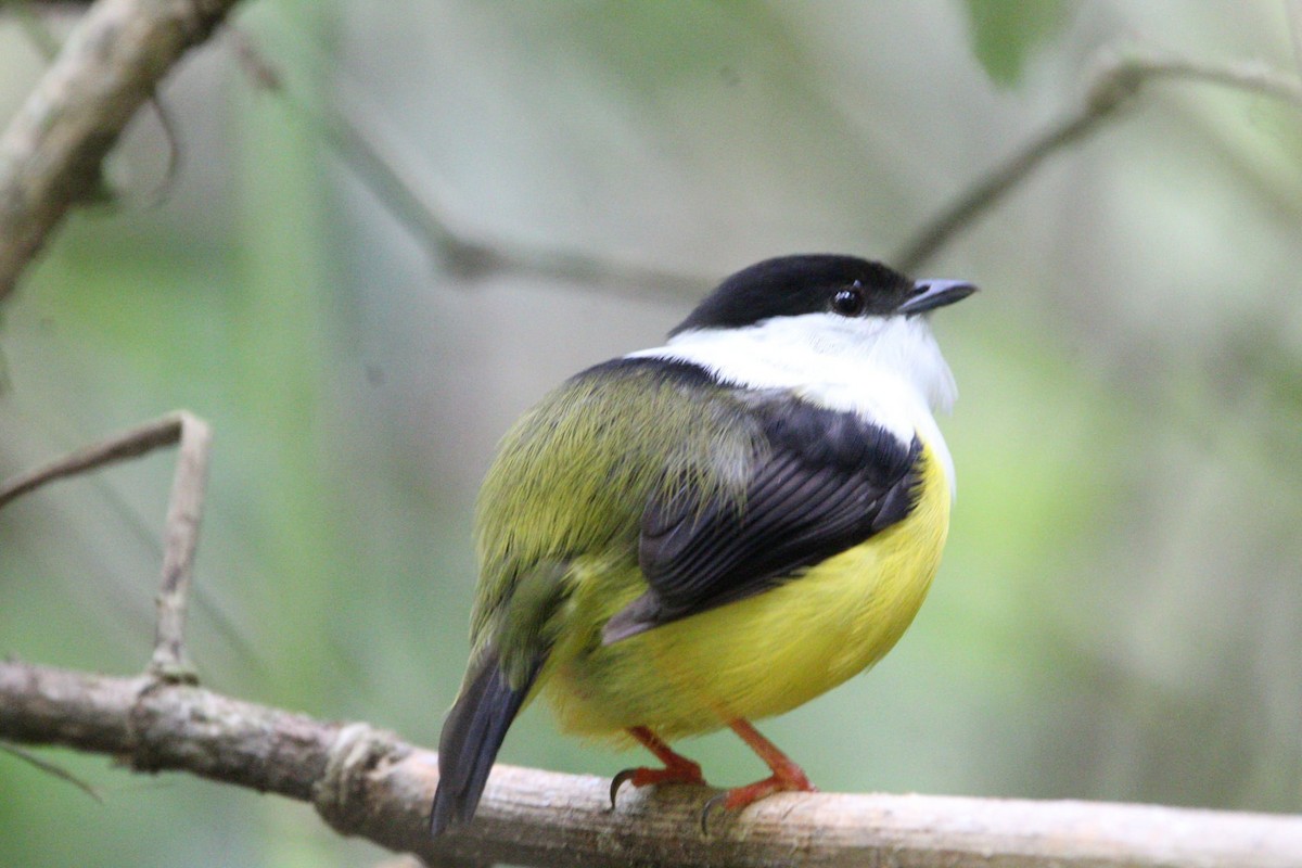 White-collared Manakin - Hugo Adan Hernandez