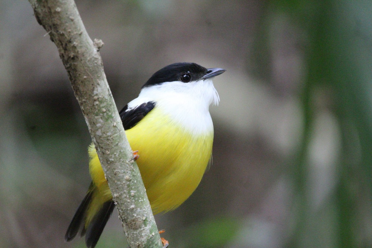 White-collared Manakin - ML620527244