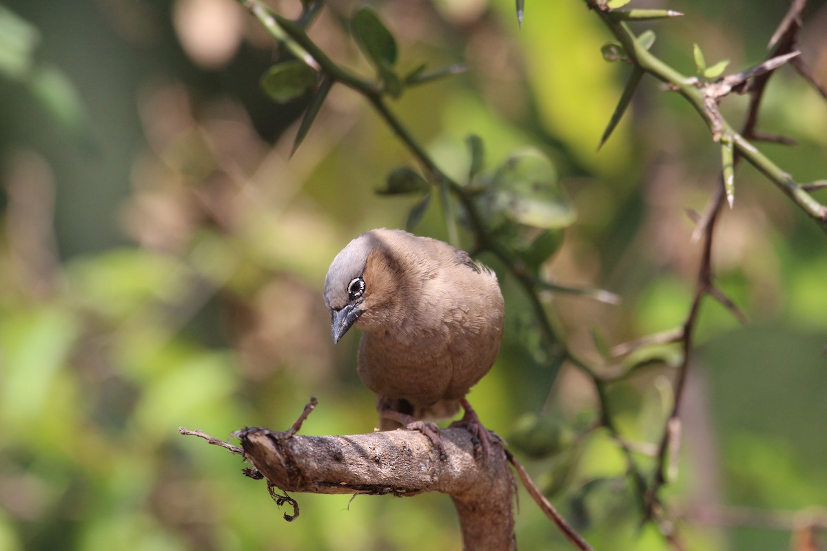 Gray-headed Social-Weaver - ML620527247