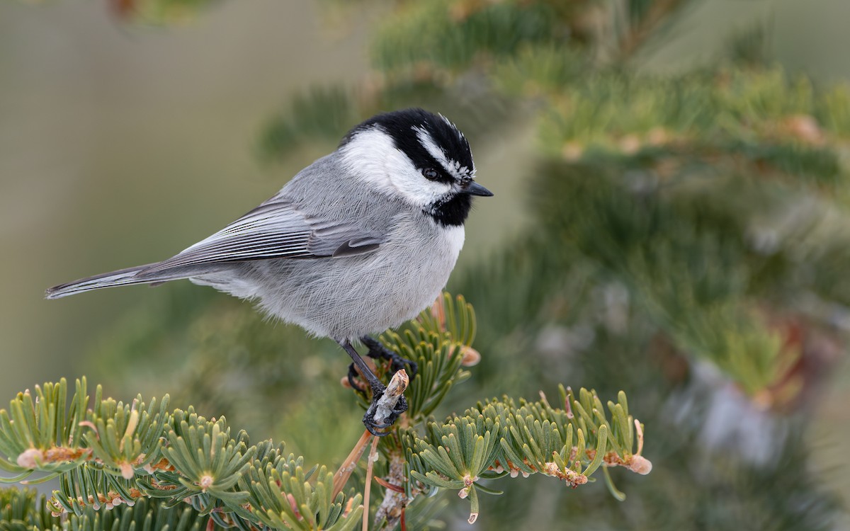 Mountain Chickadee - ML620527251