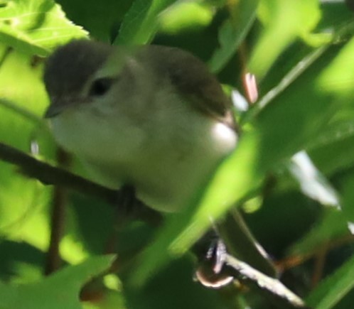 Warbling Vireo - ML620527253