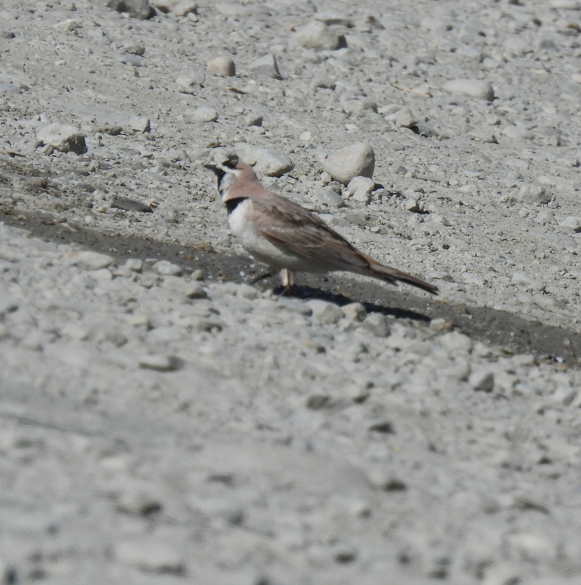 Horned Lark - ML620527254