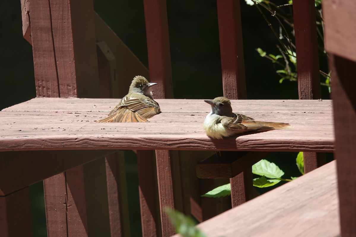 Great Crested Flycatcher - ML620527255