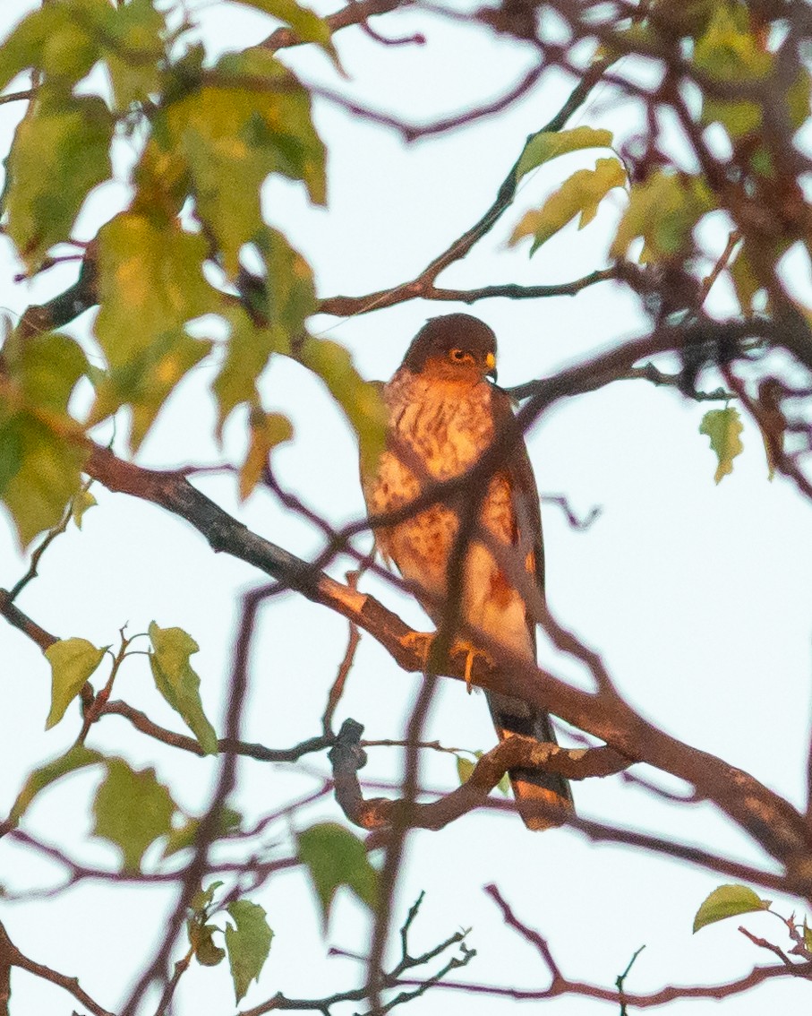 Roadside Hawk - ML620527259