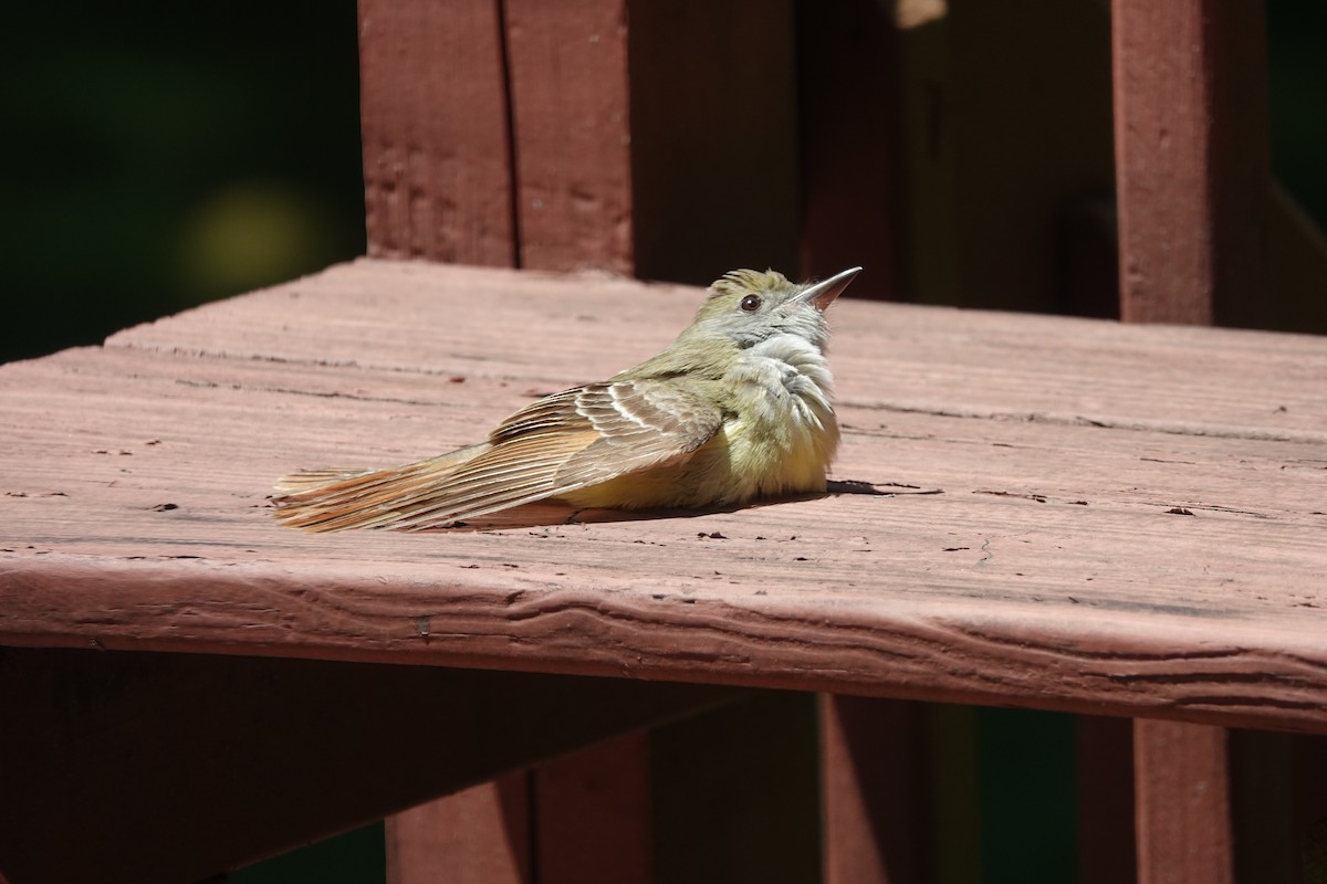 Great Crested Flycatcher - ML620527262