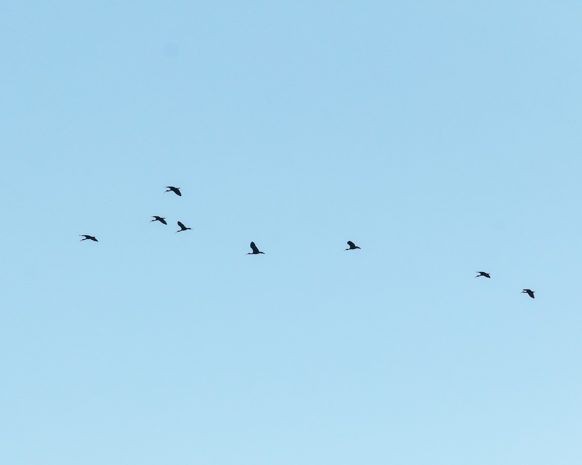 Bare-faced Ibis - ML620527263