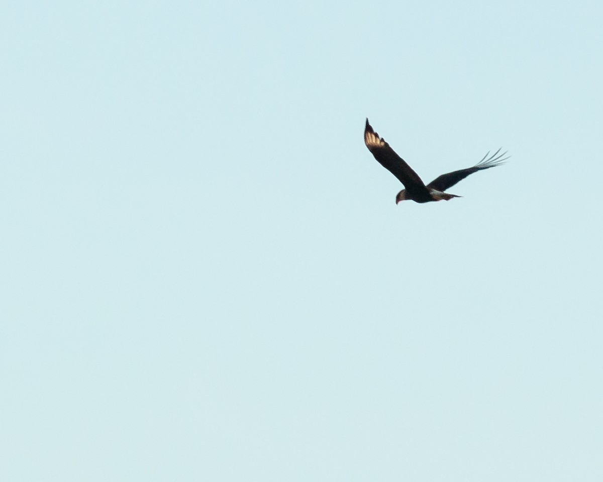 Crested Caracara - Felipe Gulin - Observatório Alado