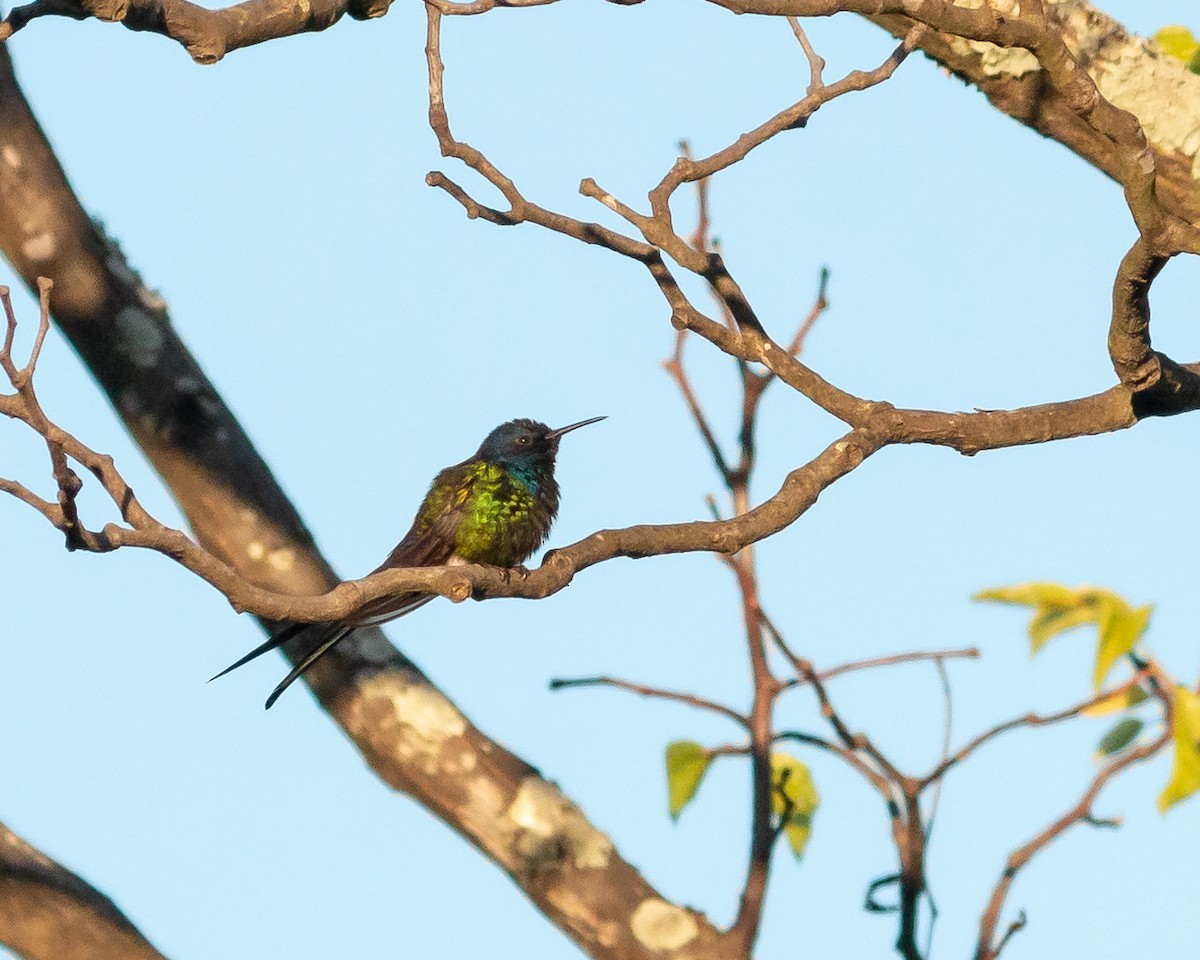 Swallow-tailed Hummingbird - ML620527267