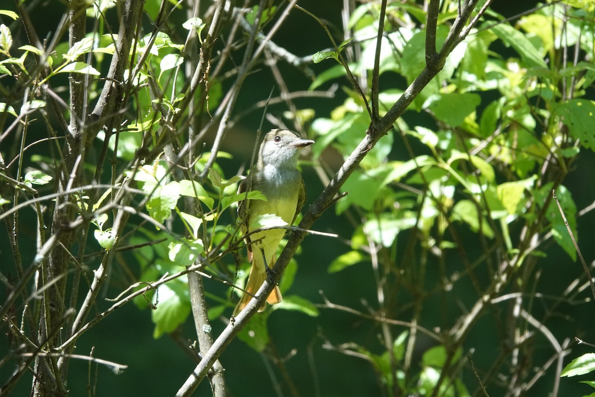 Great Crested Flycatcher - ML620527268