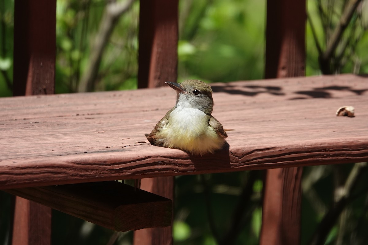 Great Crested Flycatcher - ML620527271