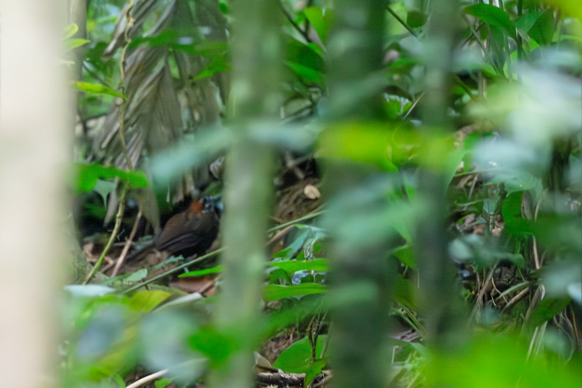 Marbled Wren-Babbler - ML620527275