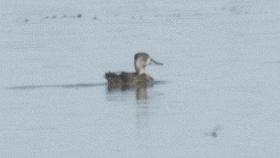 Ring-necked Duck - ML620527277