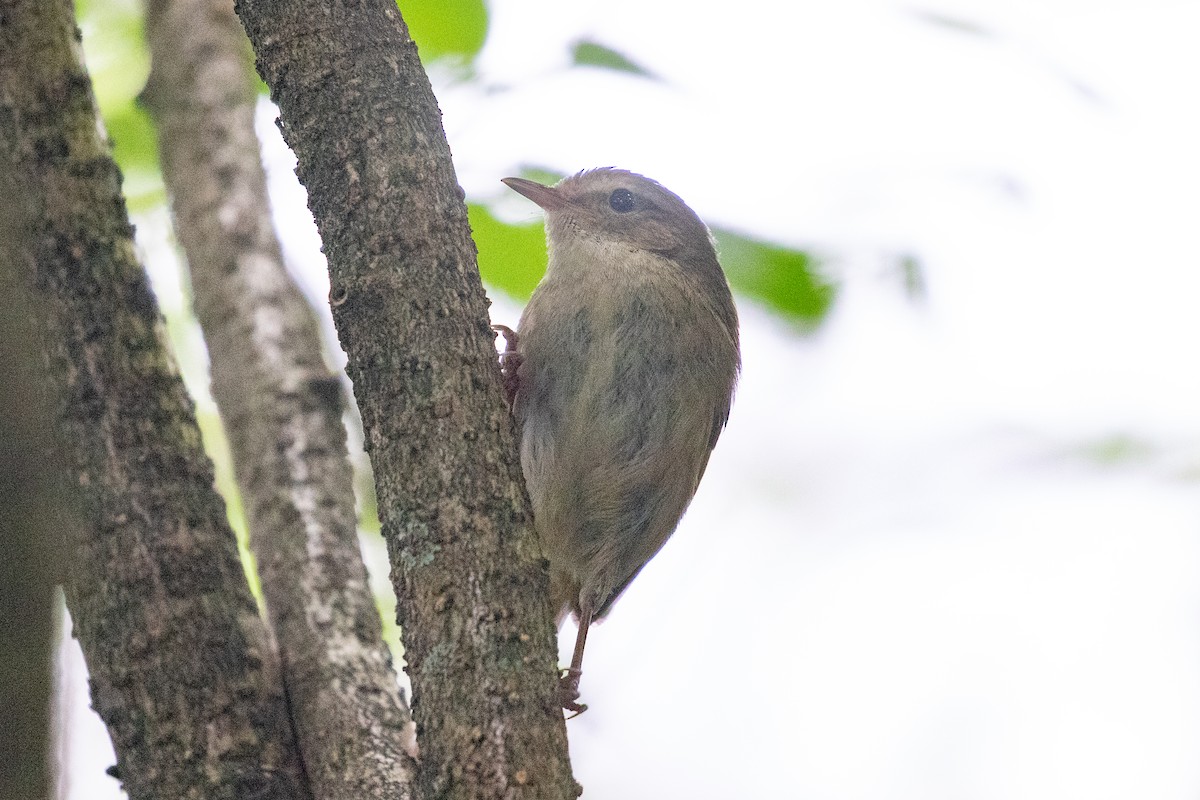 Brownish-flanked Bush Warbler (Brownish-flanked) - ML620527279