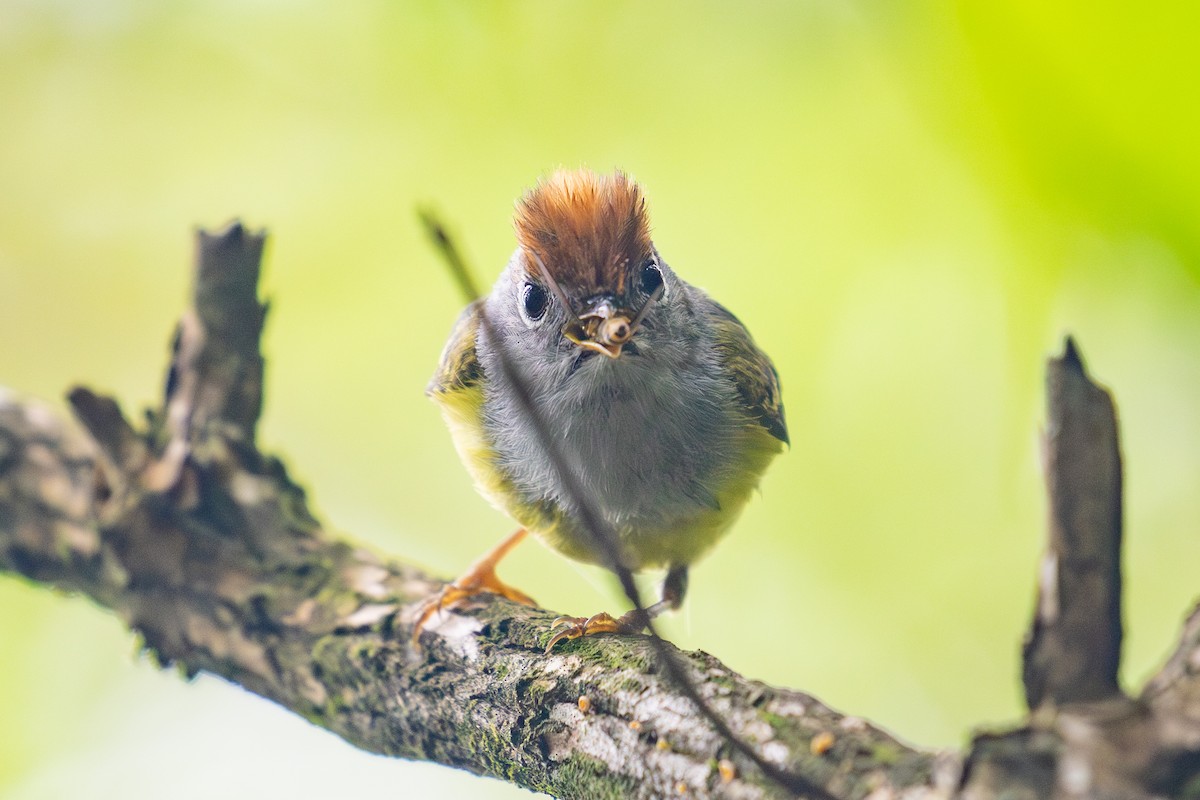 Chestnut-crowned Warbler - ML620527284