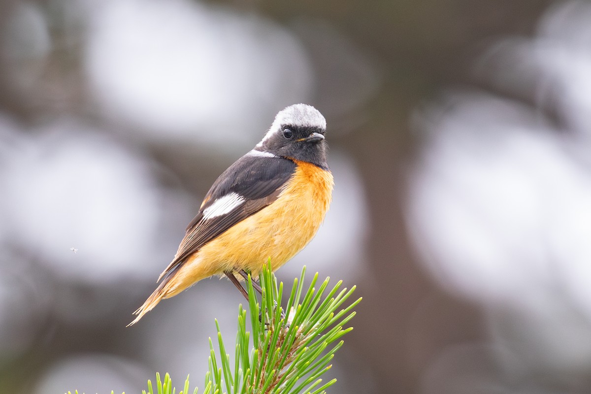 Daurian Redstart - ML620527286