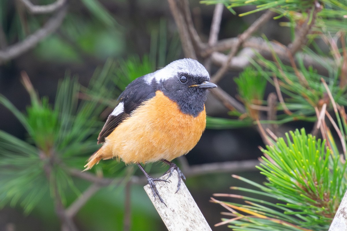 Daurian Redstart - ML620527287