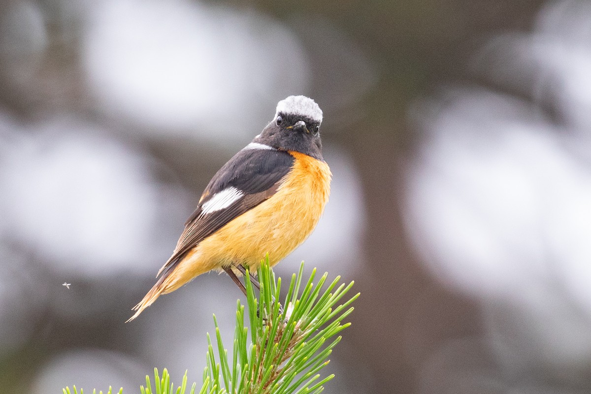 Daurian Redstart - ML620527289