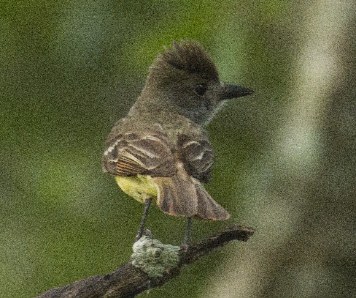 Great Crested Flycatcher - ML620527291