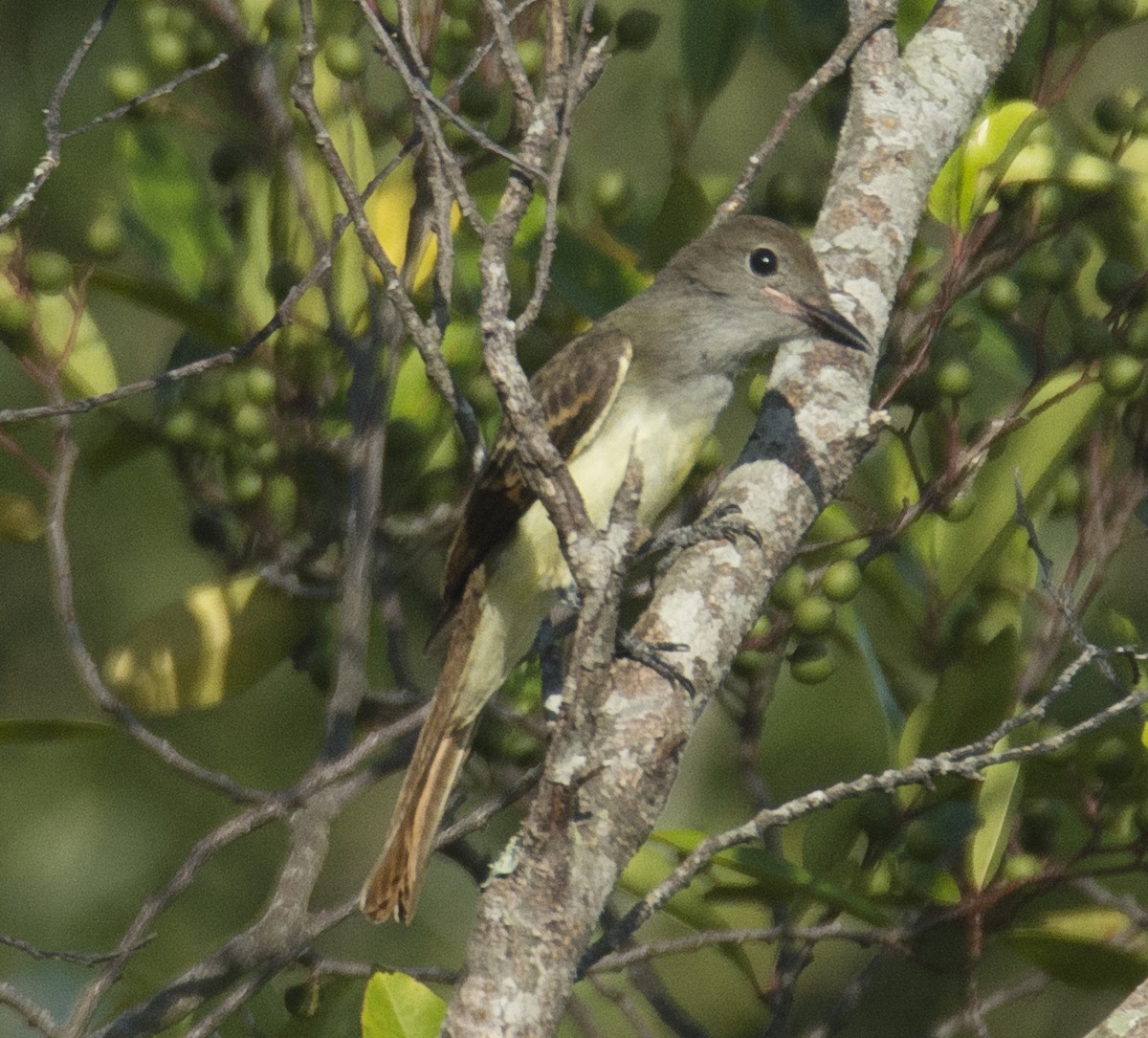 Great Crested Flycatcher - ML620527293