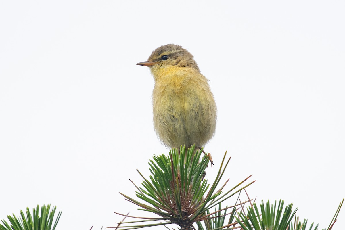 Buff-throated Warbler - ML620527294