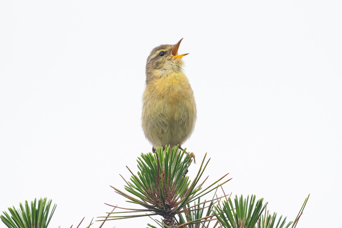 Buff-throated Warbler - ML620527296